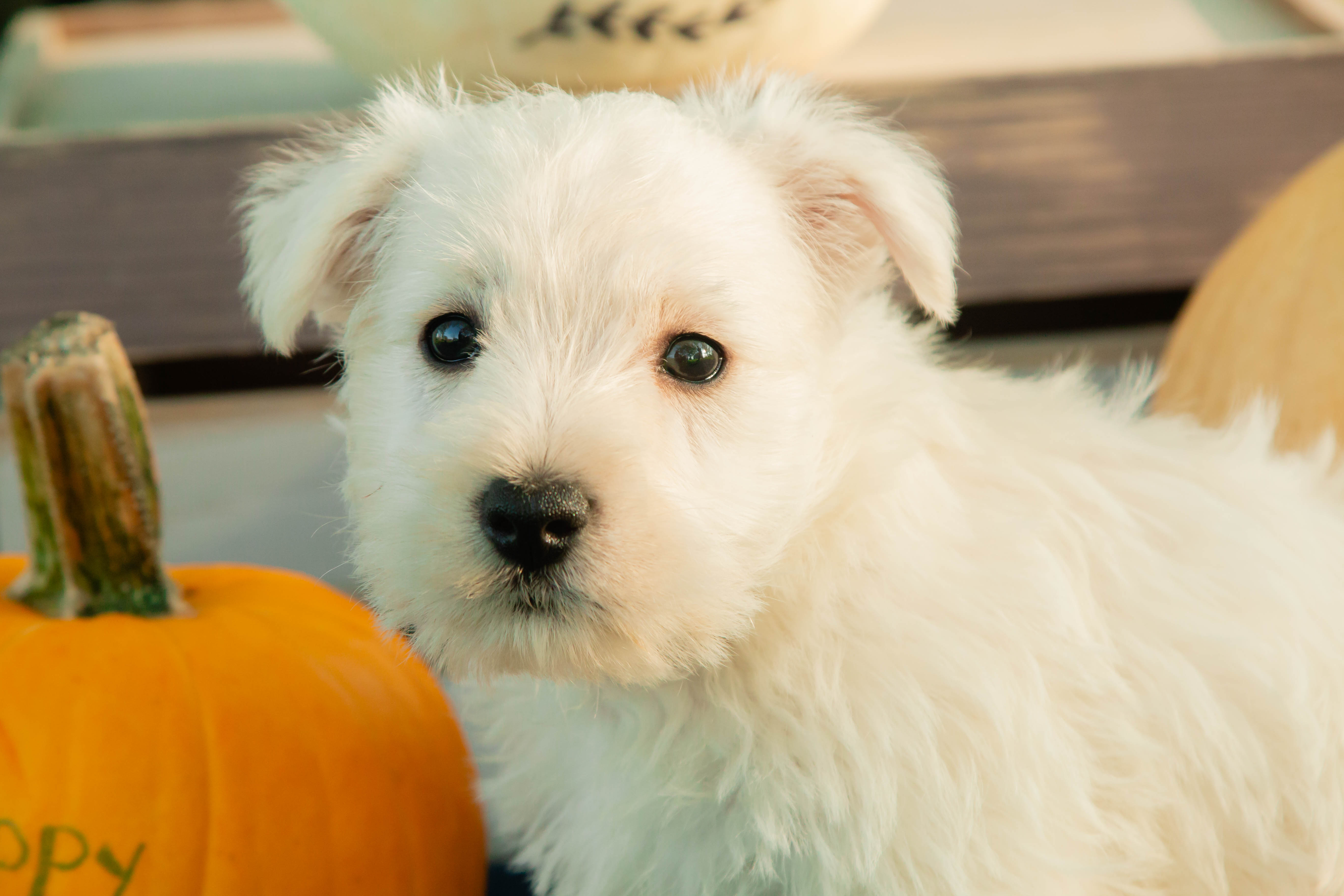 puppy, for, sale, West Highland White Terrier, Amos B. King, dog, breeder, Romney, WV, dog-breeder, puppy-for-sale, forsale, nearby, find, puppyfind, locator, puppylocator, aca